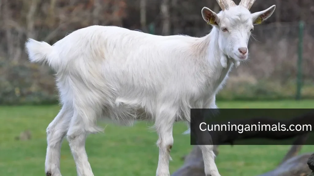 Animals That Eat Corn Cobs