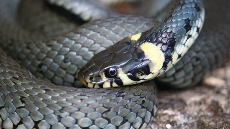 Animals That Eat Frogs