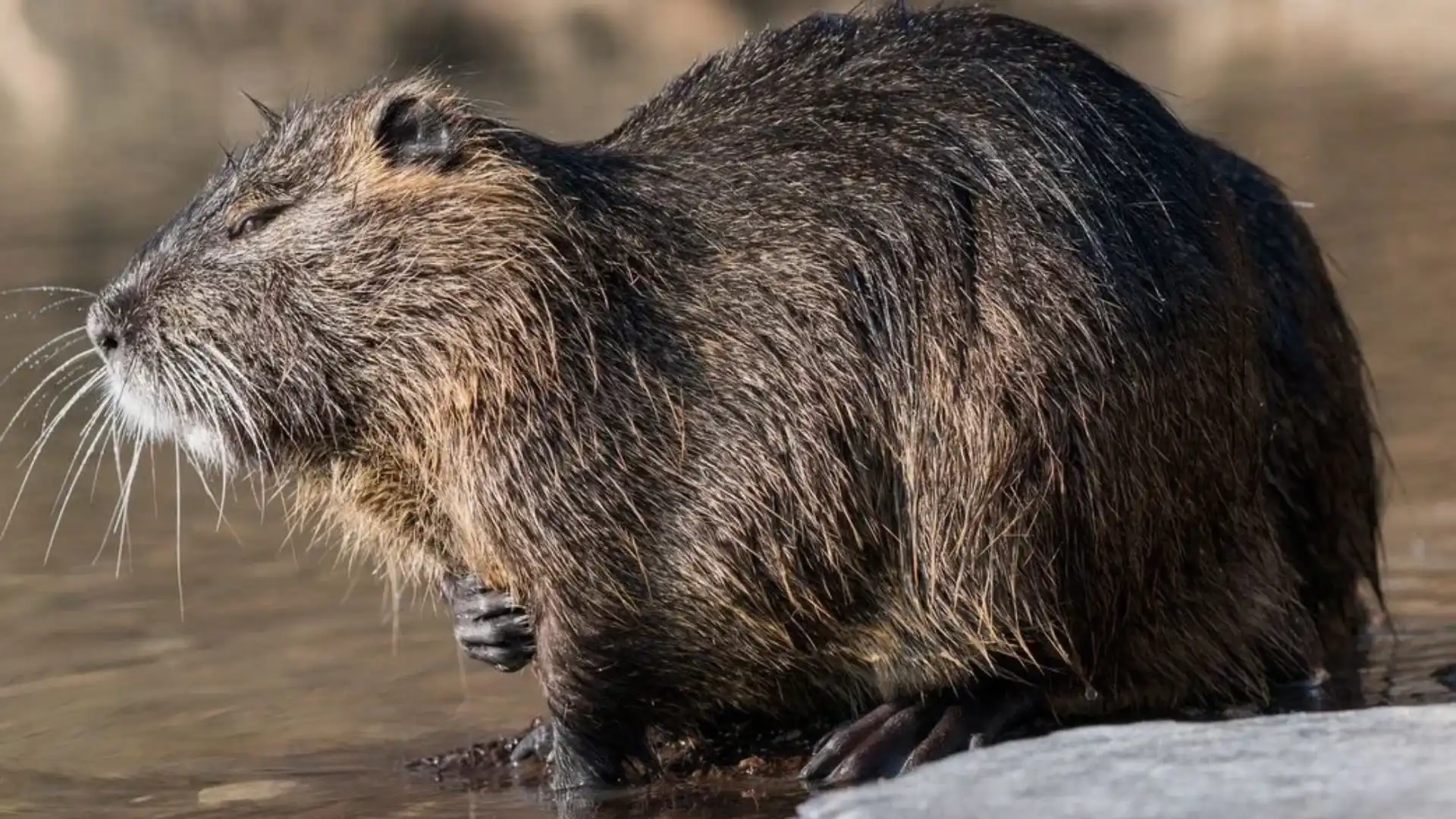 Animals That Look Like Capybara