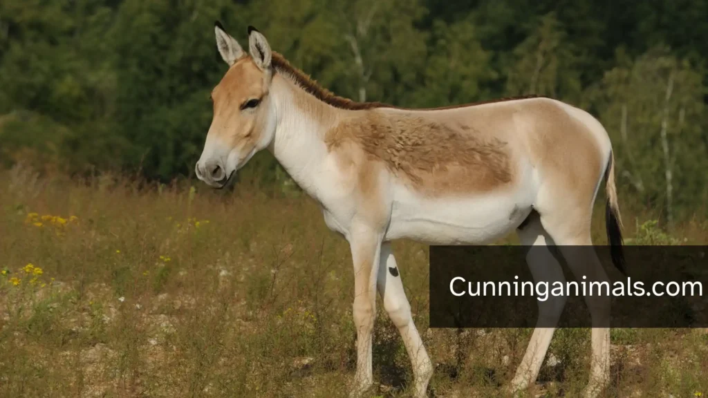 Animals That Look Like Horses