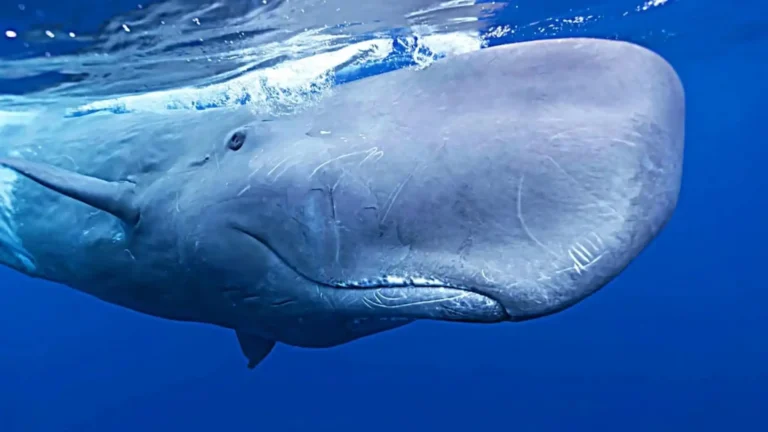 Animals With Big Foreheads