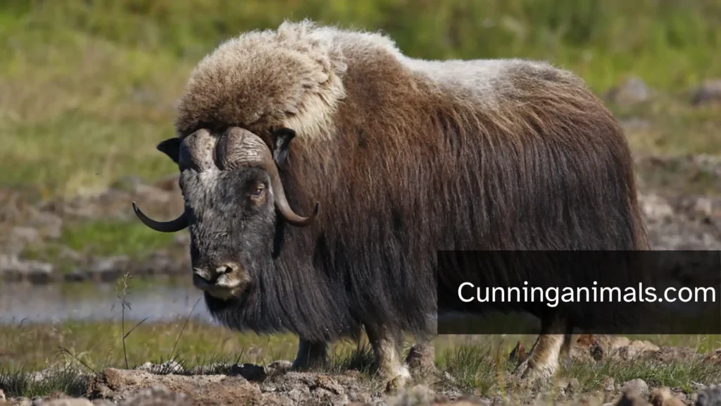 Animals With Large Heads