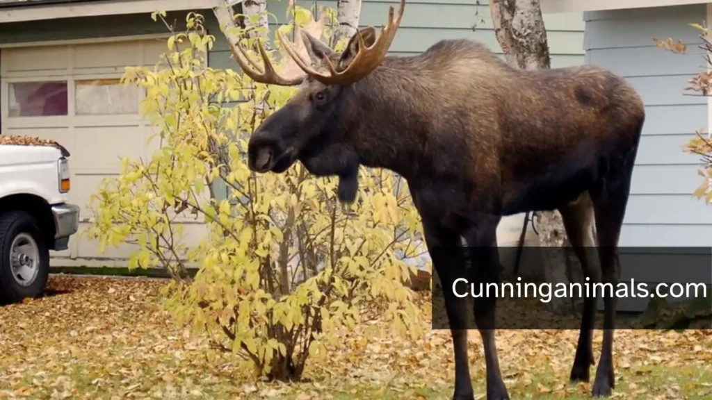 Animals With Strange Faces