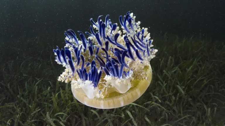 Biggest Jellyfish in the World