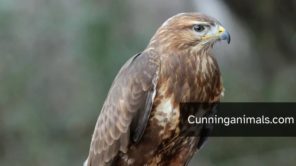 Buzzards In Michigan