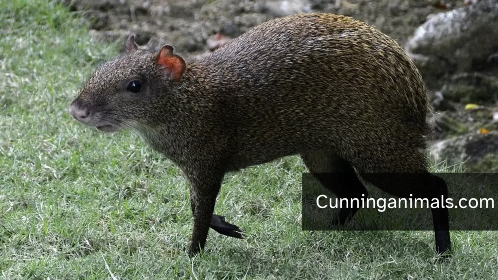Capybara Look Alikes