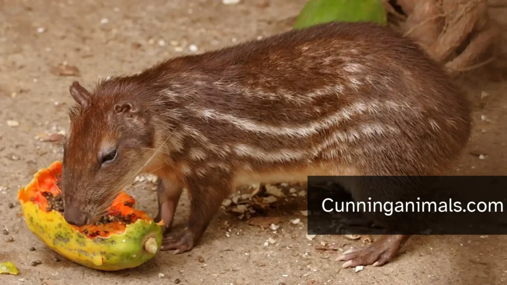 Capybara Similar Animals