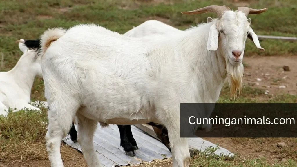 Clever Animal