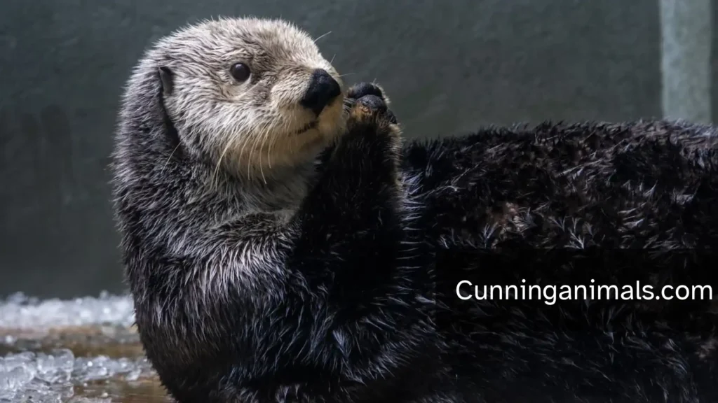 Curious Animal Facts