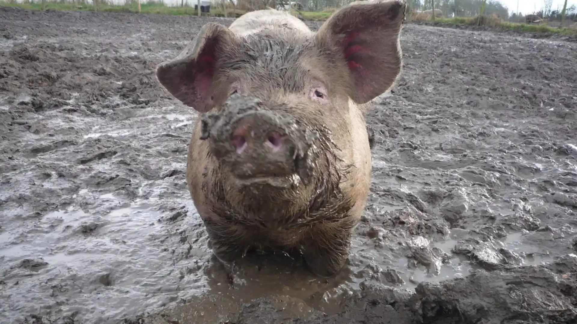 Dirtiest Animals in the World