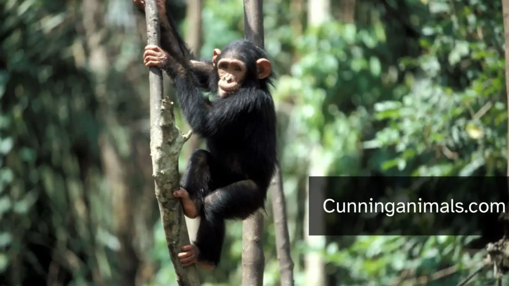 Funny Animals With Big Foreheads