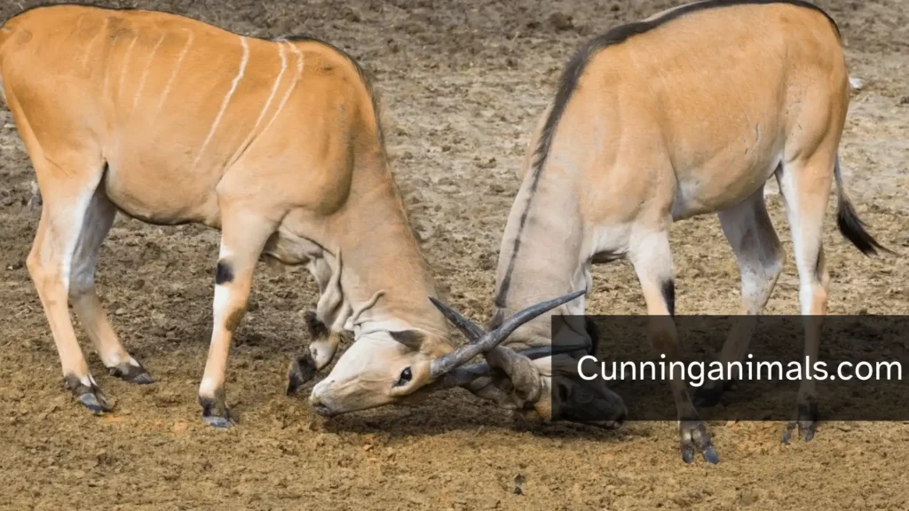 Horse Family Animals