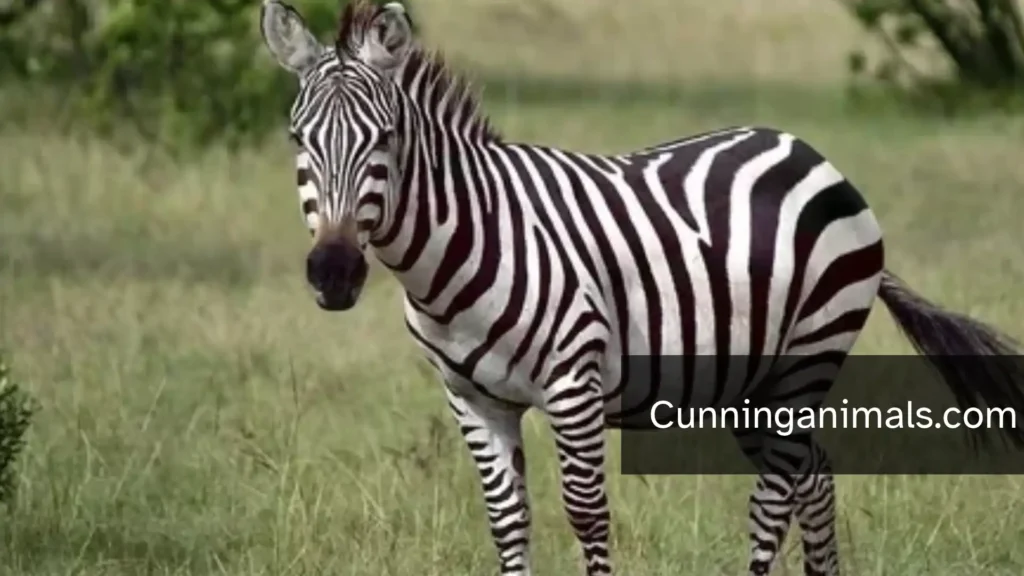 Horse Like Animals