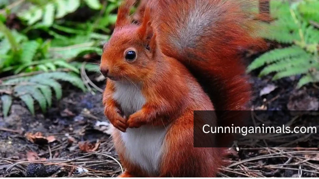 Intelligent Animals