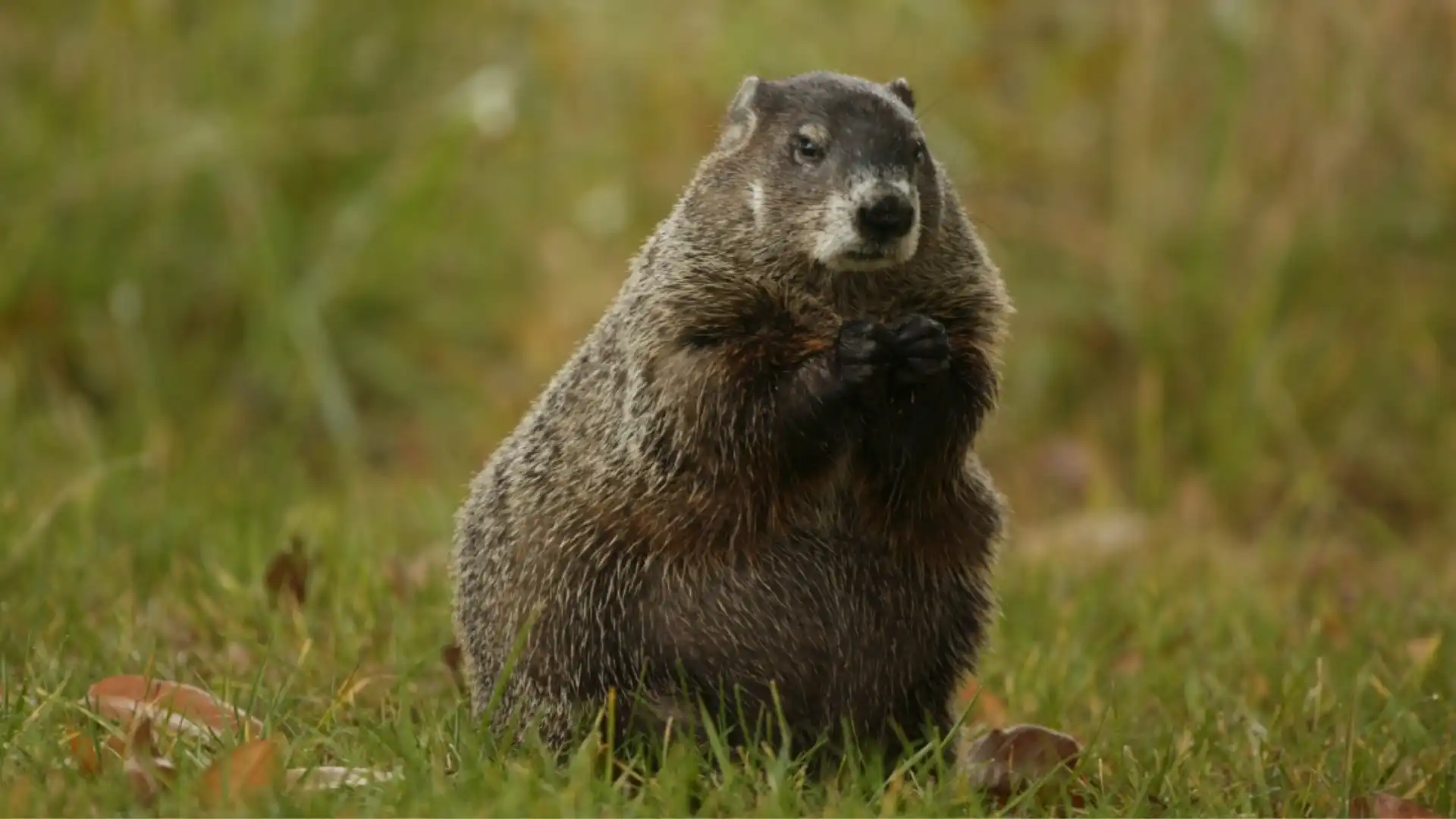 Marmots In North America