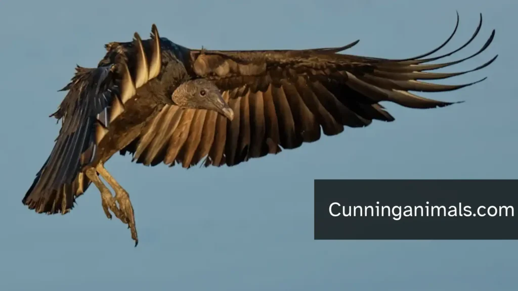 Michigan Vultures