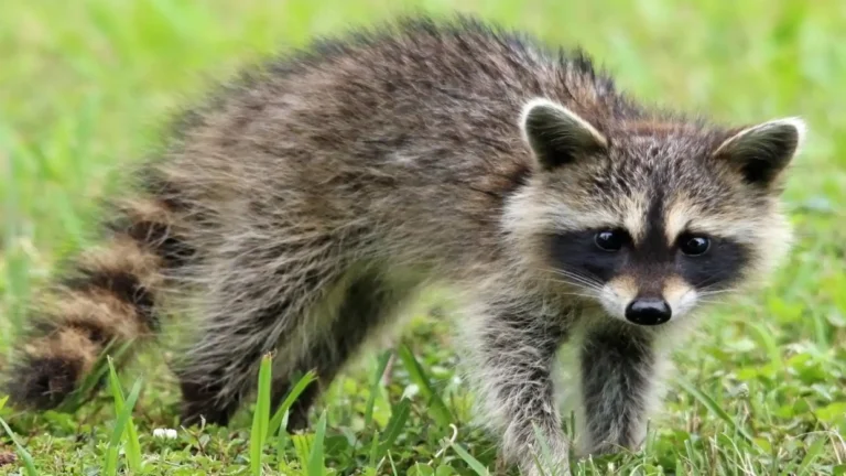 Mischievous Animals In The World
