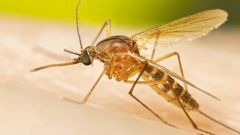 Most Annoying Animals in the World