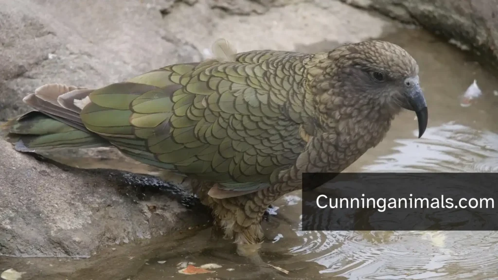Most Curious Animals in the World