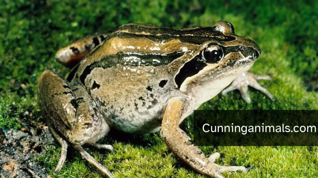 Most Disgusting Animals