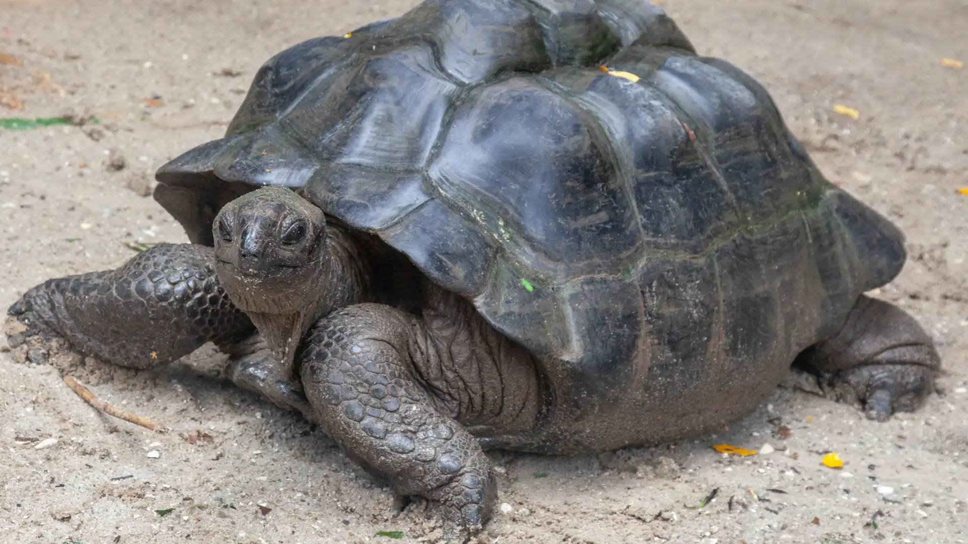 Most Docile Animals in the World