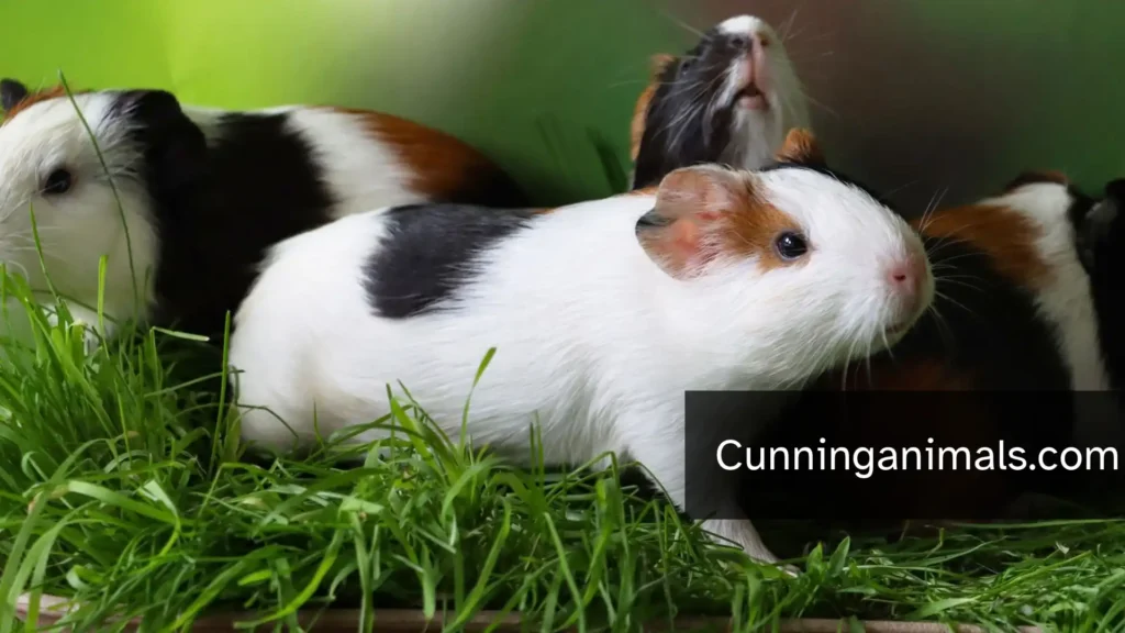 Most Friendly Animals