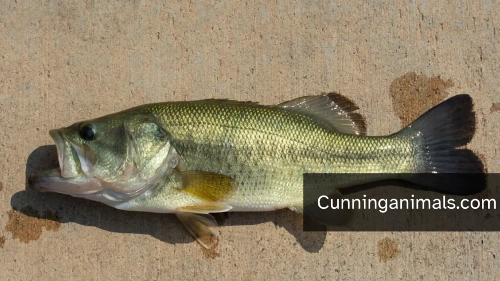 Natural Frog Predators