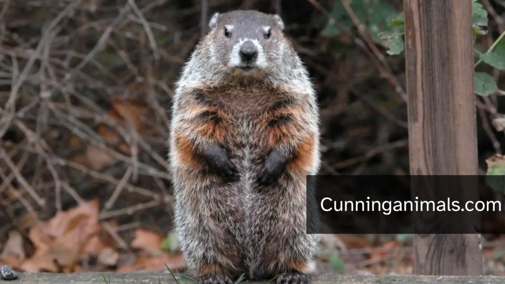 North American Marmot