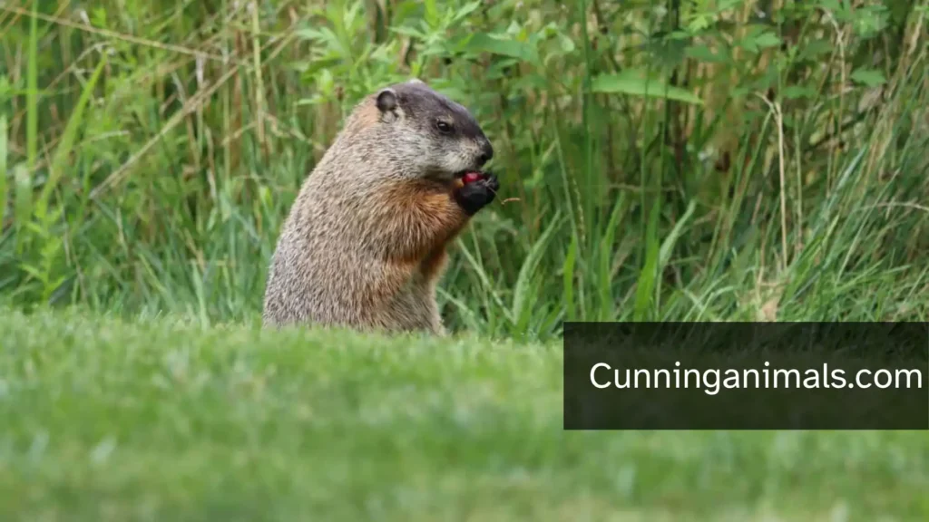North American Marmots