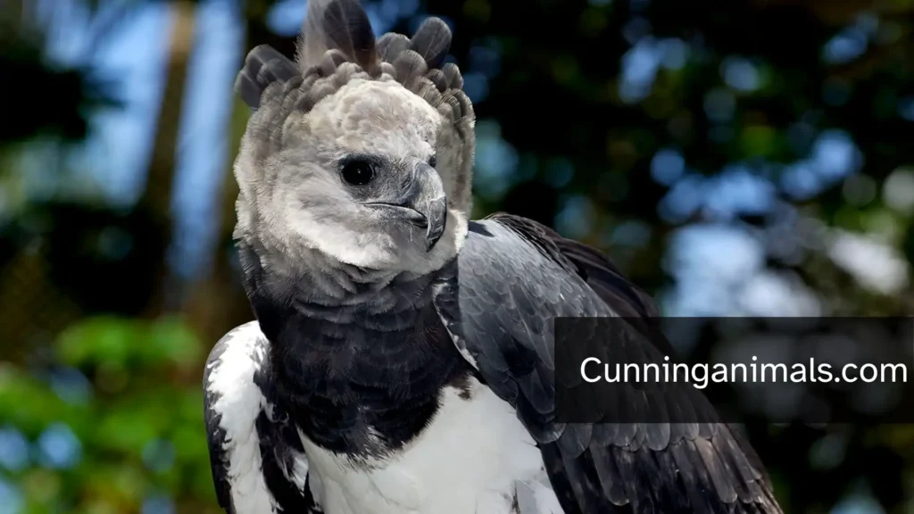 Strongest Bird In The World