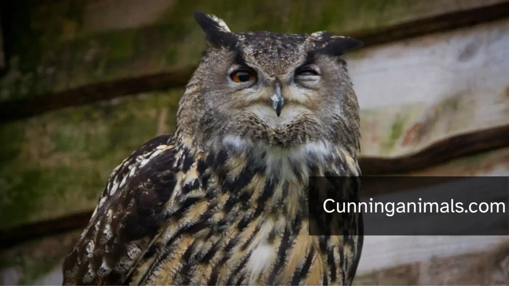Strongest Birds Of Prey