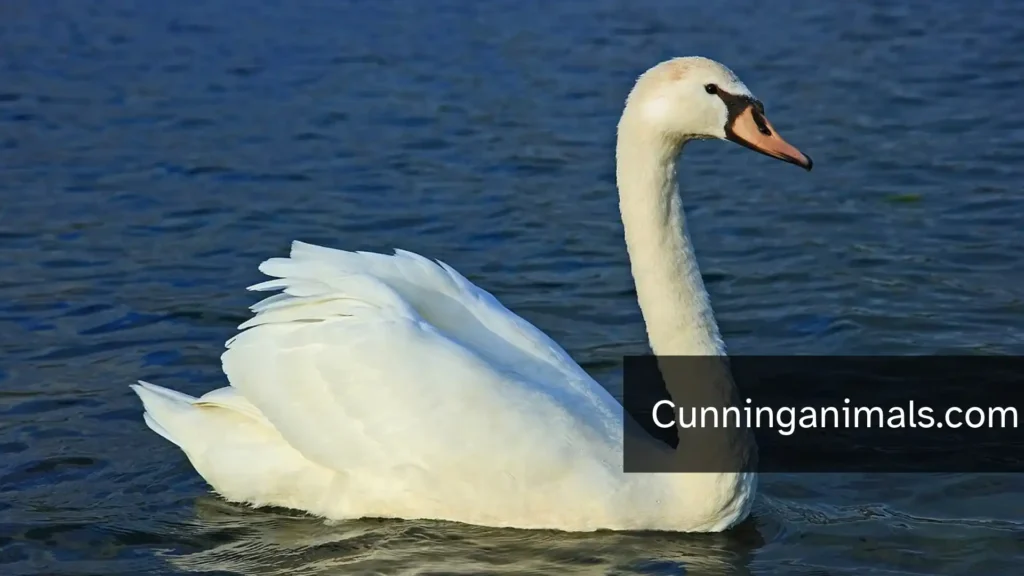 Tame Animals