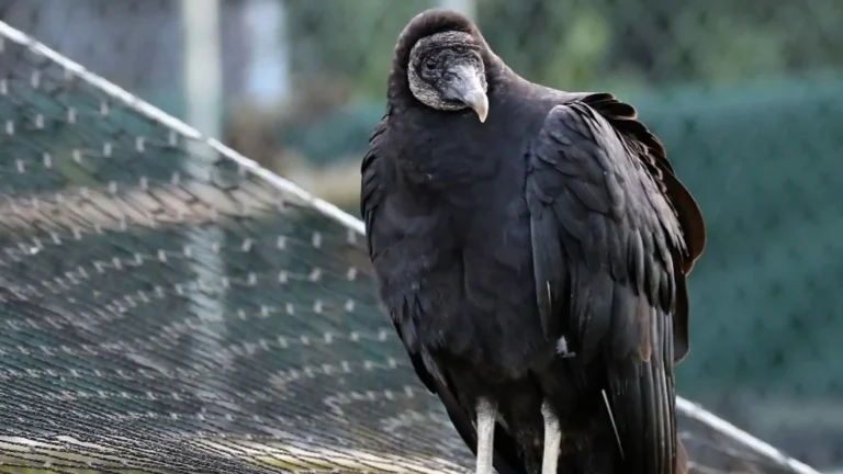 Vultures In Michigan