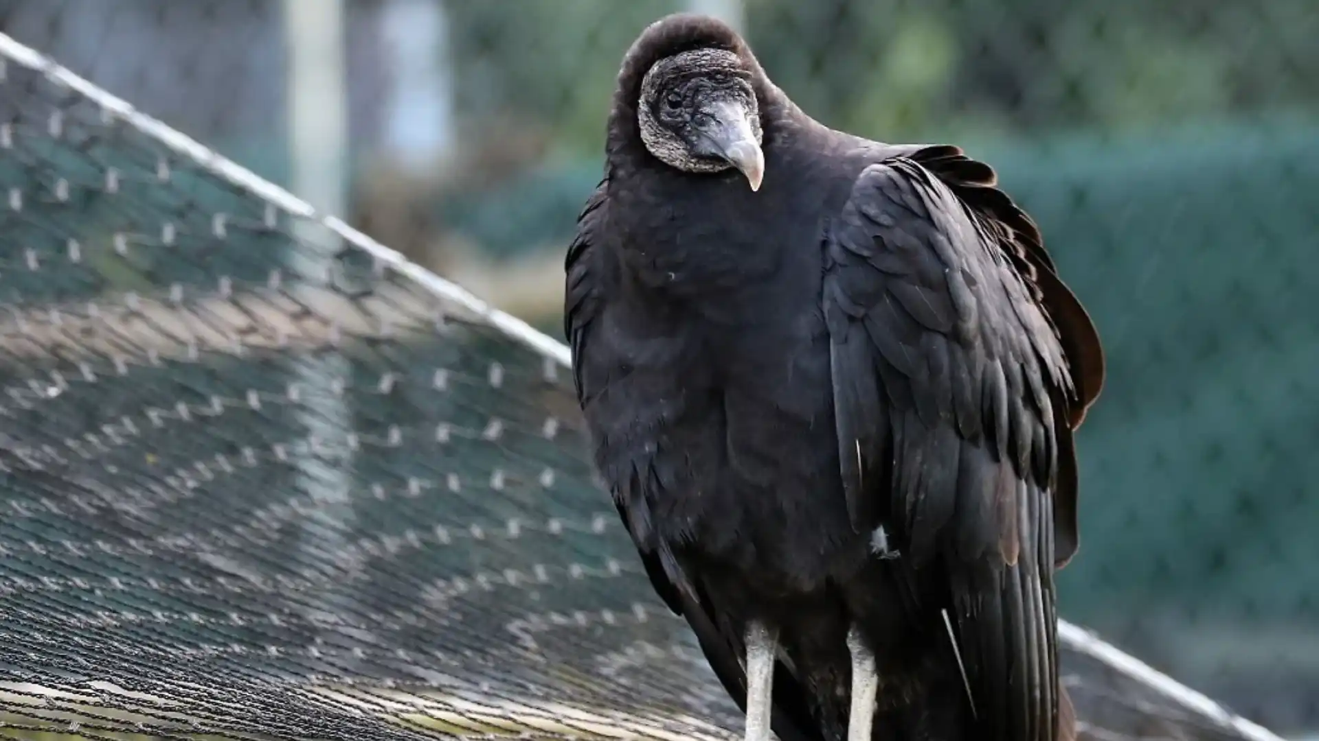 Vultures In Michigan