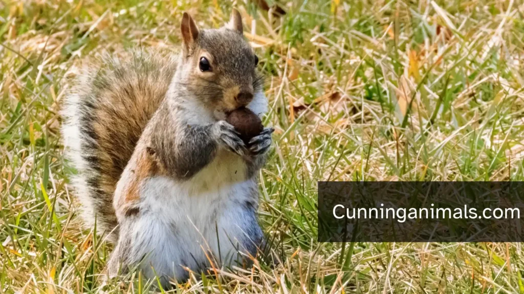 What Animals Eat Corn