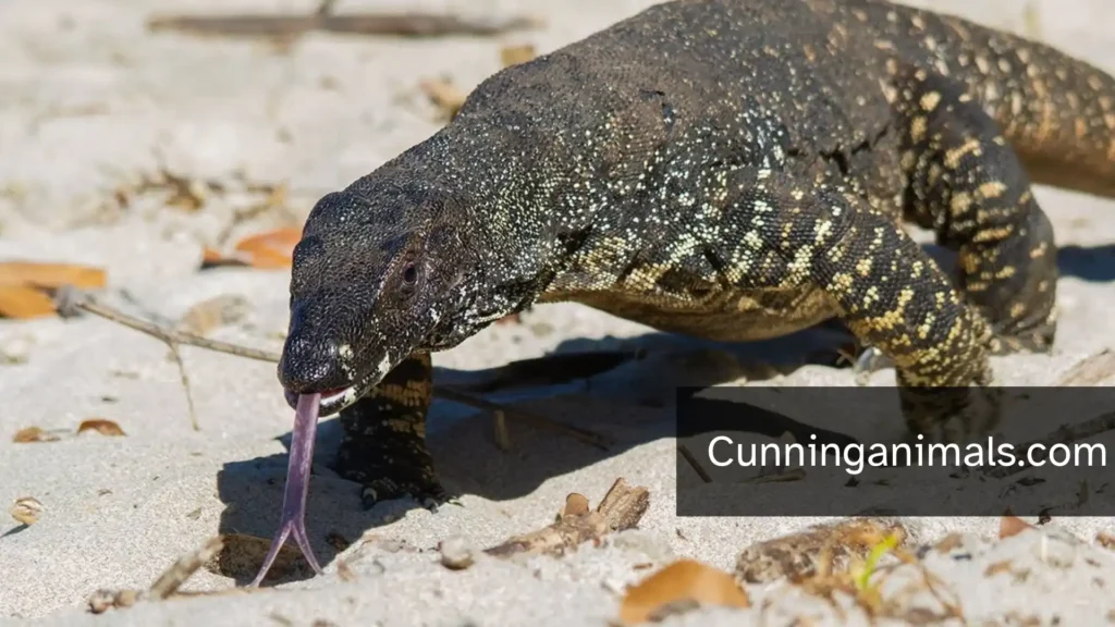 What Eats A Frog