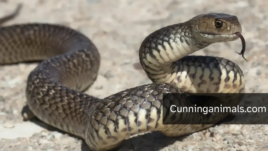 What Eats Frogs