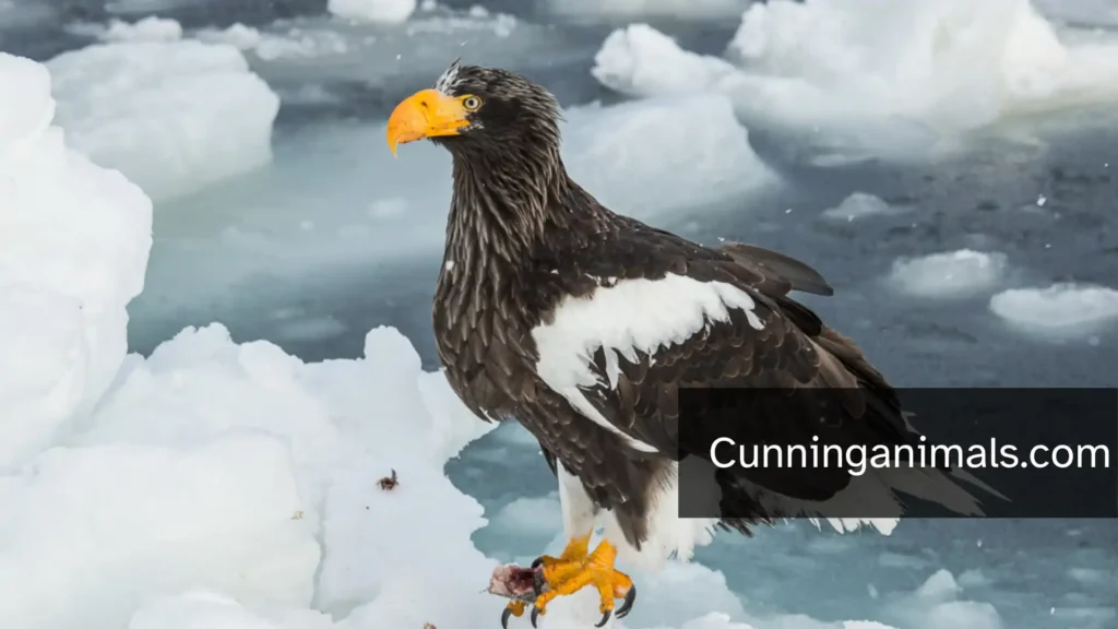 What Is The Strongest Bird In The World