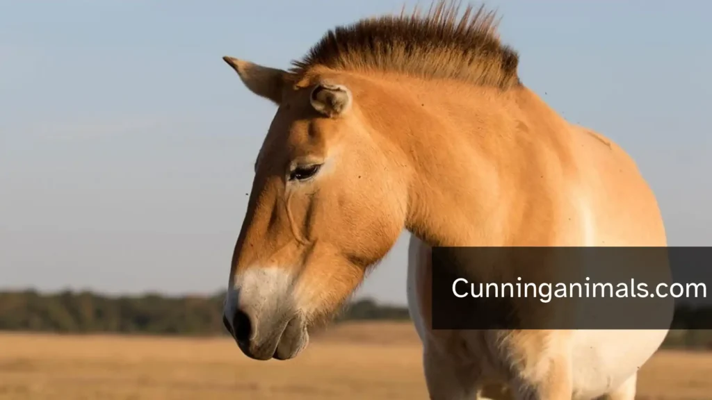 Wild Animals Like Horses