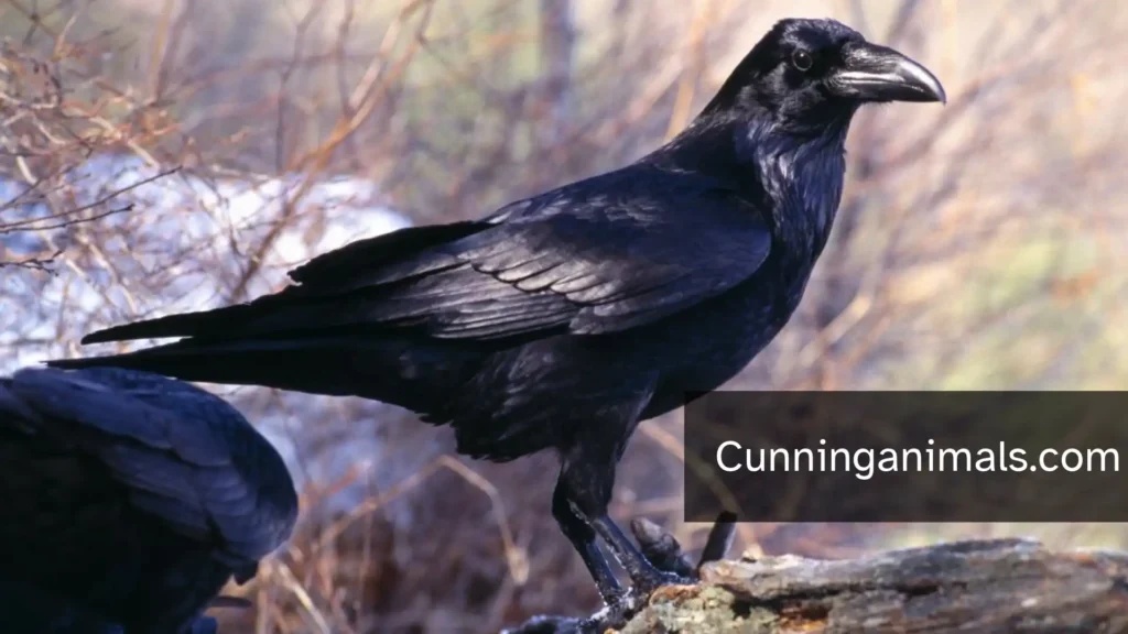 Wild Animals That Eat Corn
