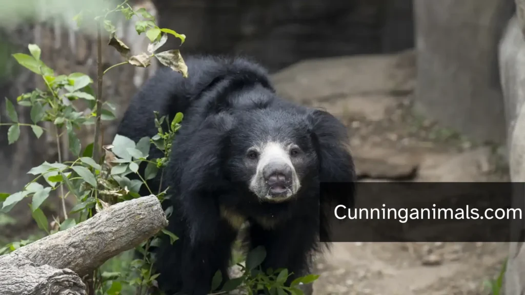 animal behavior