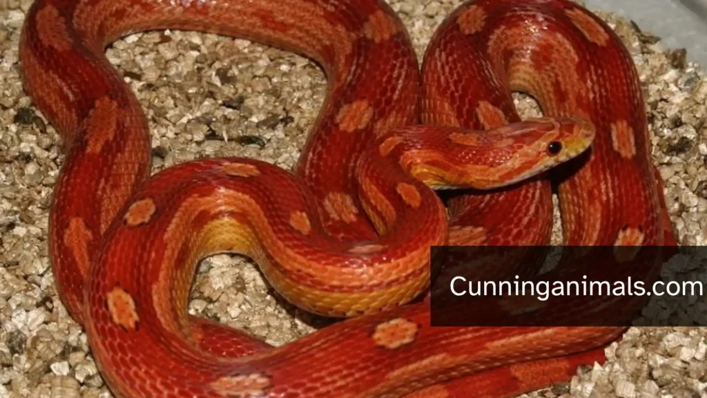 animals that crawl