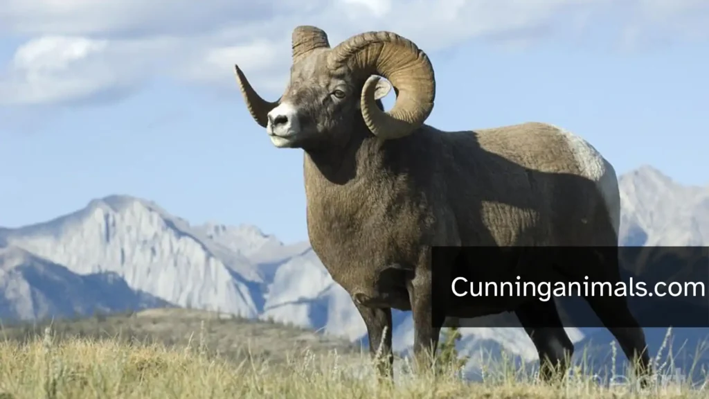 animals that eat cacti