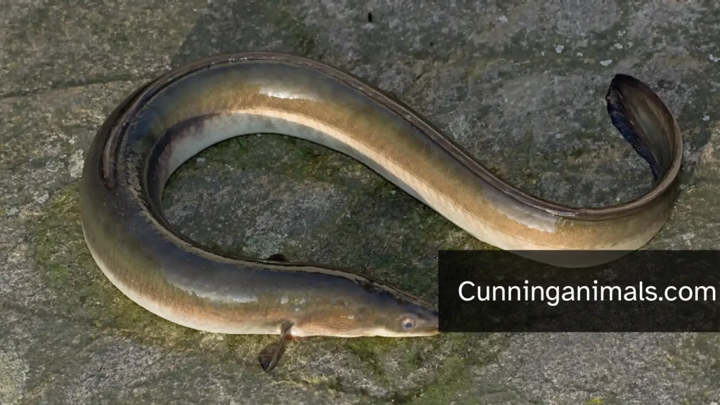 animals that have no legs