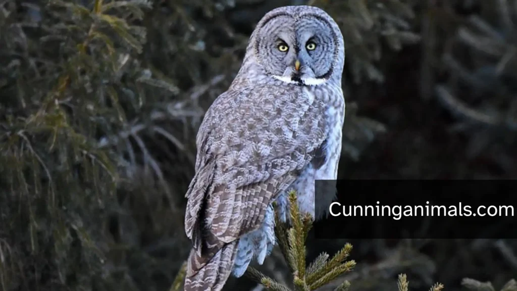 animals that hunt squirrels