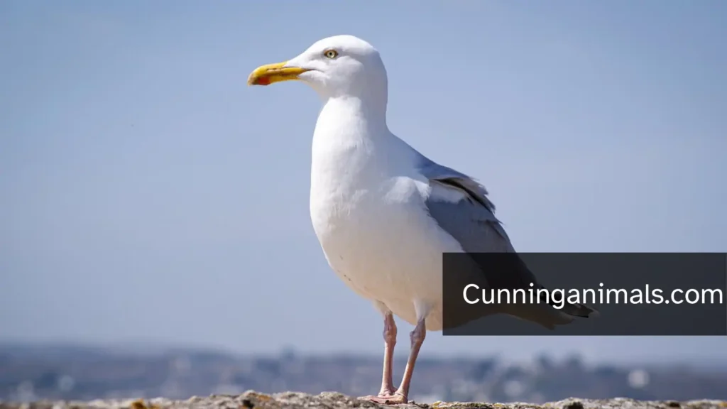 annoying animal facts
