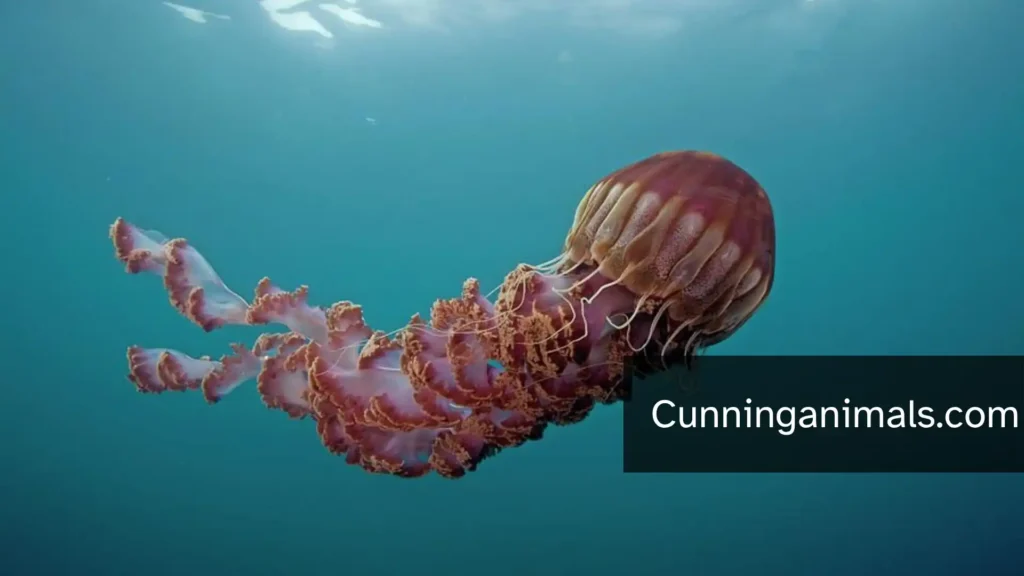 big jellyfish