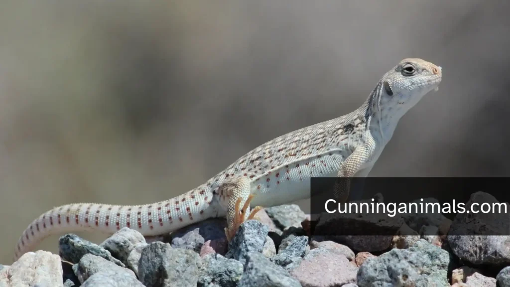 cactus eaters