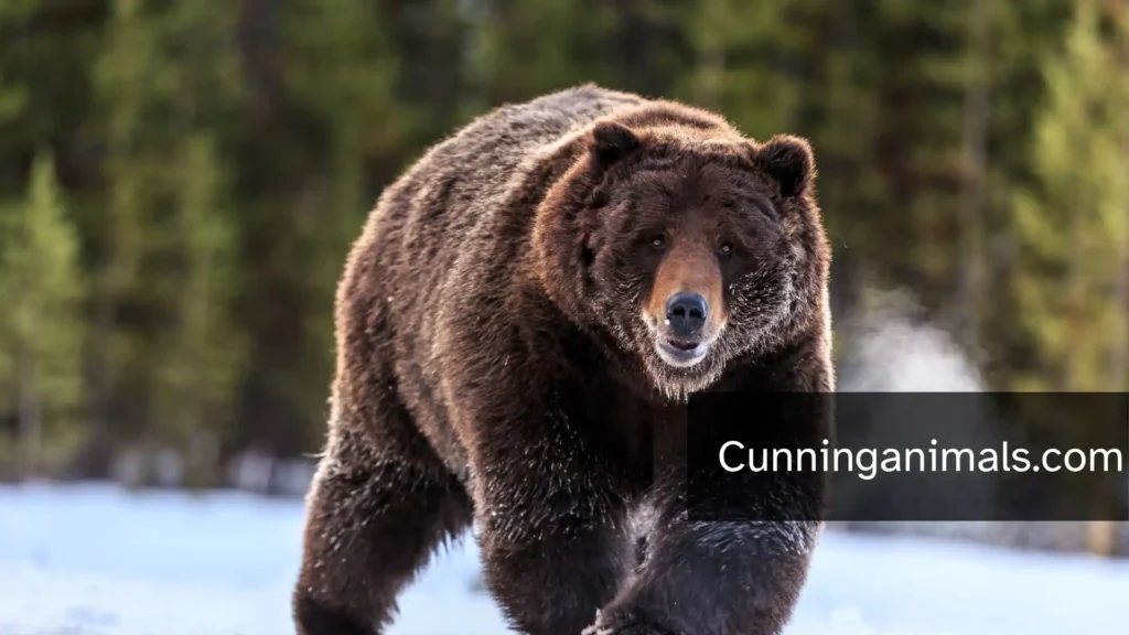 fascinating animal facts