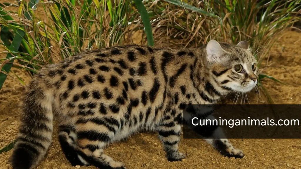 food consumption in animals